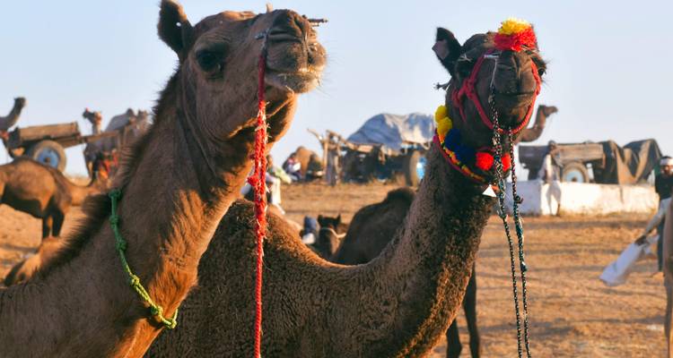 Indian wildlife safari with puhkar fair - Vijay India Tours 4