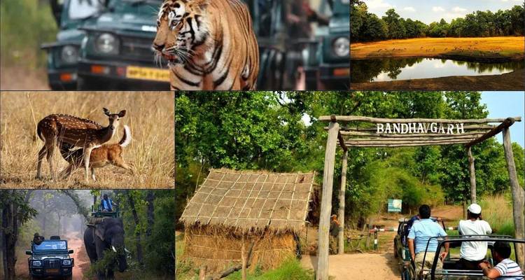 13 Days Golden Triangle & Tiger Safari Tour with Khajuraho and Central India Wildlife Reserves - SafeHands Travels 5