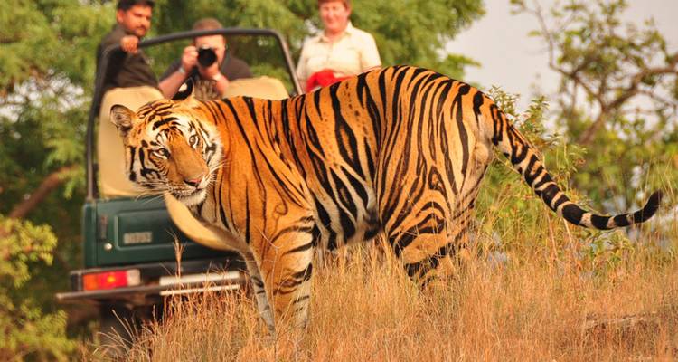 13 Days Golden Triangle & Tiger Safari Tour with Khajuraho and Central India Wildlife Reserves - SafeHands Travels 6