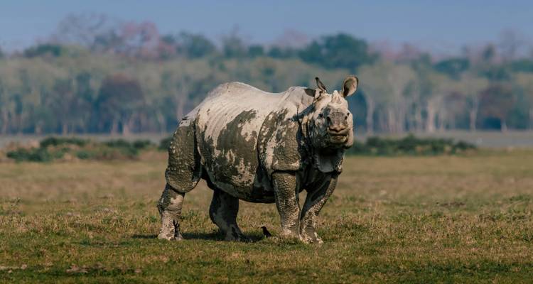 7-Day Northeast India Explorer: Shillong, Kaziranga & Guwahati - K K Holidays N Vacations  1