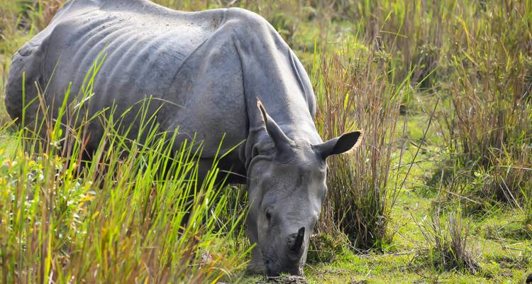 7-Day Northeast India Explorer: Shillong, Kaziranga & Guwahati - K K Holidays N Vacations  6