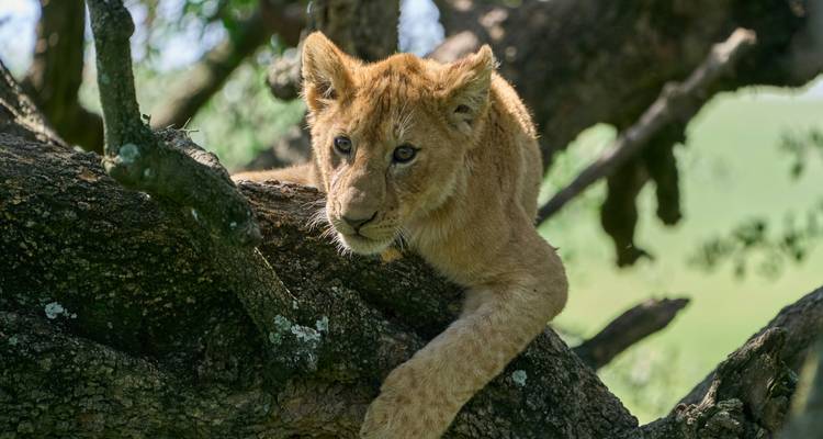 Safari de 4 jours sur le circuit nord (Tarangire - Serengeti - Cratère du Ngorongoro) - African Breeze Safaris 2