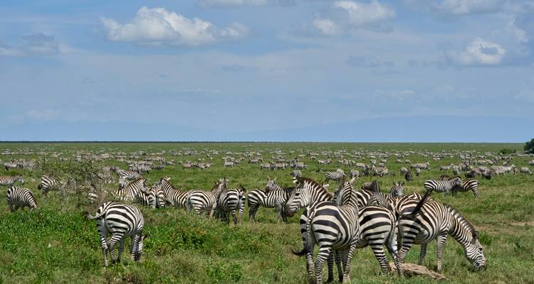 Safari de 4 jours sur le circuit nord (Tarangire - Serengeti - Cratère du Ngorongoro) - African Breeze Safaris 3