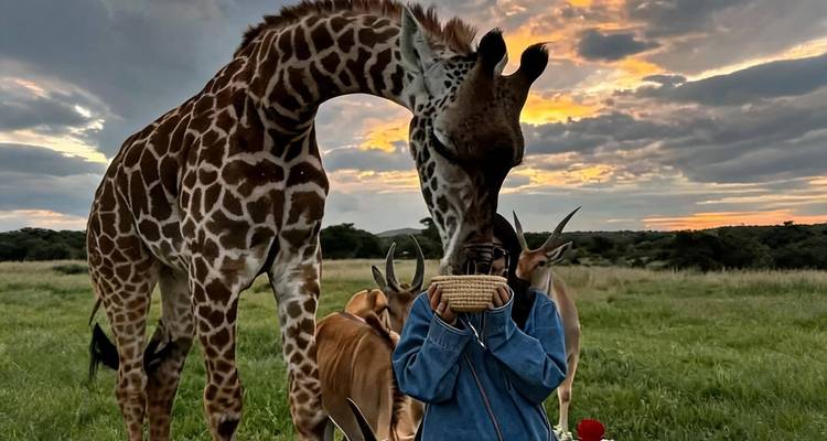 Au coucher du soleil, une girafe prend délicatement un panier de nourriture des mains d'un enfant tandis que des antilopes broutent dans une plaine herbeuse.