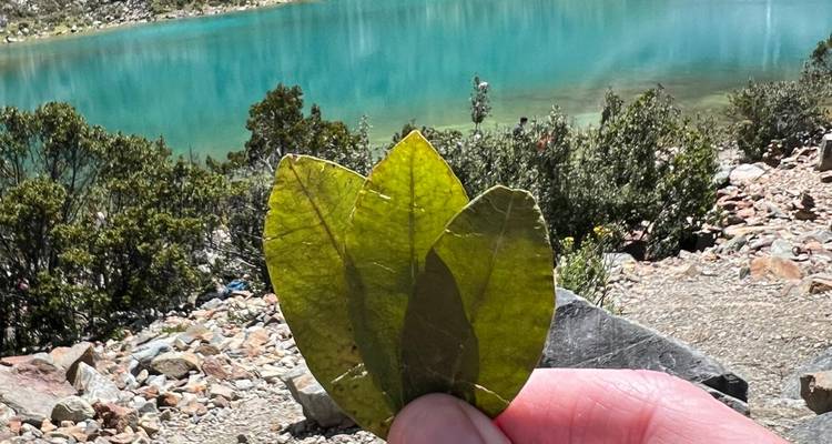 Gros plan de feuilles de coca tenues devant un lac.