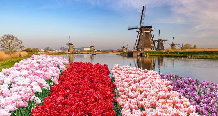 Vibrantes hileras de tulipanes conducen a molinos de viento tradicionales junto a un canal tranquilo en Kinderdijk