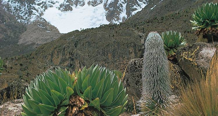 MT KENYA TREKKING 6 DAYS VIA SIRIMON TO CHOGORIA - Johnadventures 1