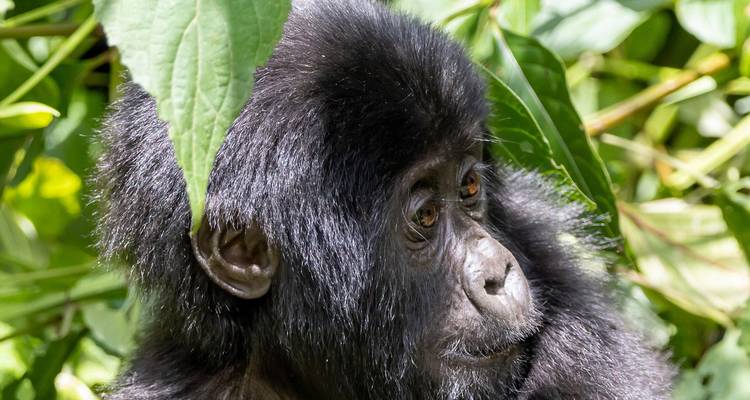 Dzanga-Sangha Wildlife Safari – 7 Days / 6 Nights - Across Africa Tours & Travel 10