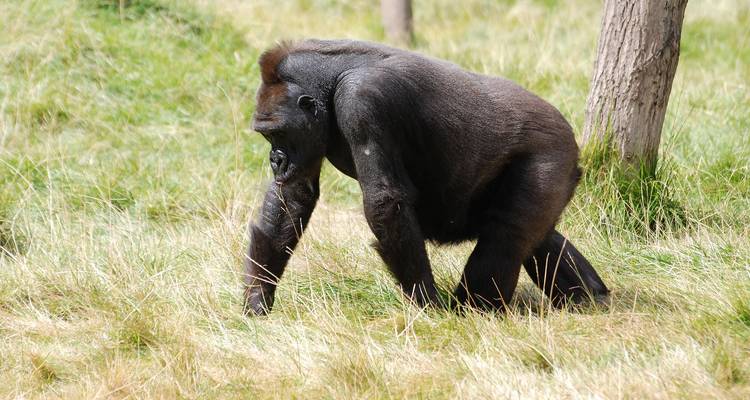 Journey to the Forest Base Camp 6 Days - Across Africa Tours & Travel 6