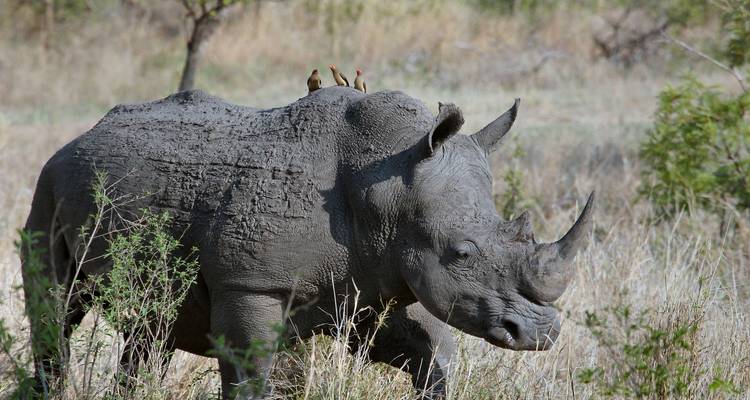 Journey to the Forest Base Camp 6 Days - Across Africa Tours & Travel 7