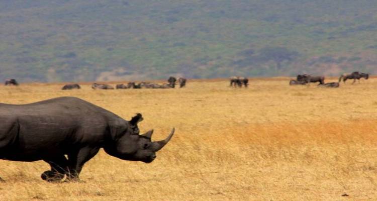 Safari de 8 días en Tanzania - Tanzania Wildlife Adventures 1