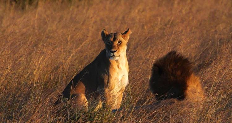 Safari de 8 días en Tanzania - Tanzania Wildlife Adventures 4