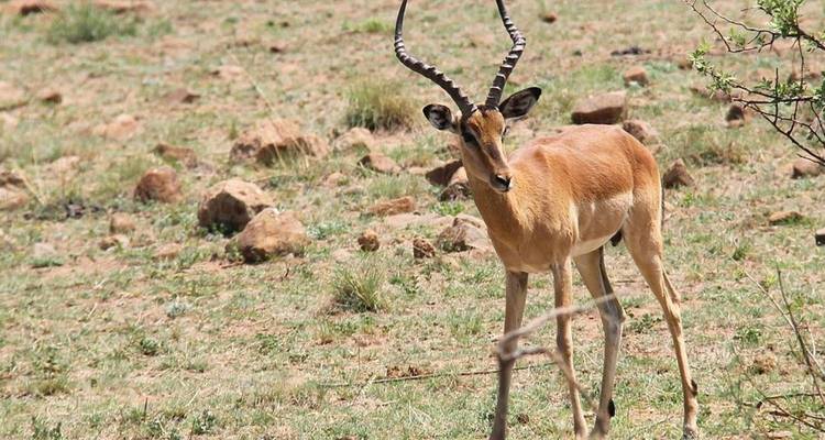 Safari de 8 días en Tanzania - Tanzania Wildlife Adventures 6