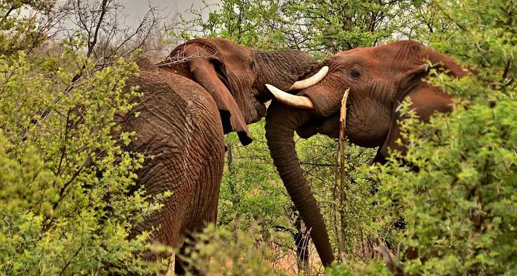 BaAka Forest Life & Music - 5 Días / 4 Noches - Across Africa Tours & Travel 1