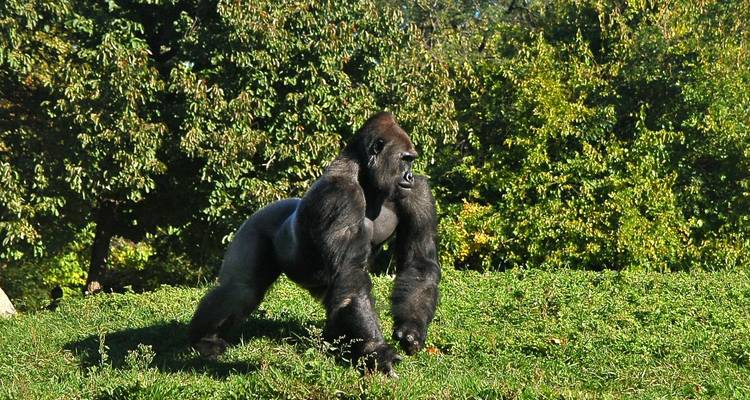 BaAka Forest Life & Music - 5 Días / 4 Noches - Across Africa Tours & Travel 7