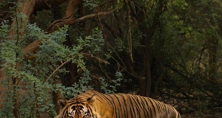 A tiger in the wild, partially hidden by tree foliage.