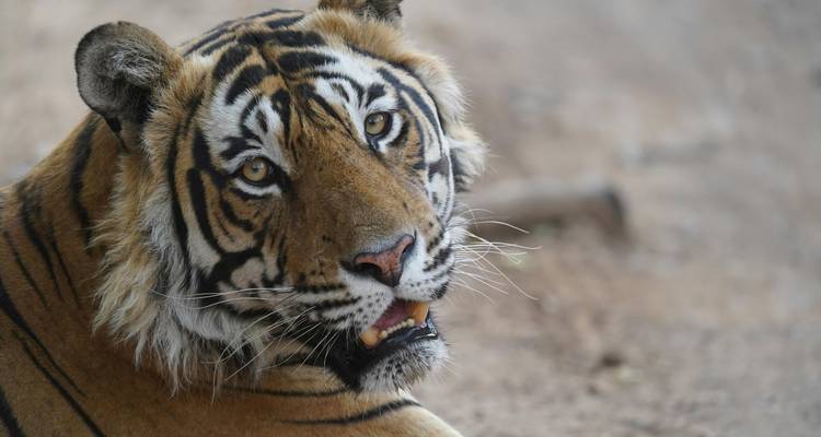 A tiger resting with a curious expression.