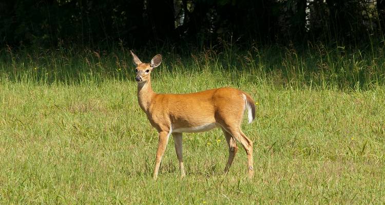 A deer standing in an open field looking alert.
