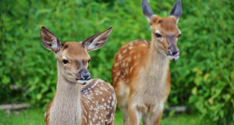 Two young fawns standing together in a lush green area.