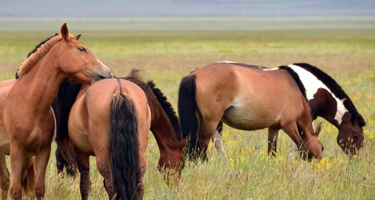 Los caballos de Przewalski salvajes pastan y socializan en una estepa abierta y cubierta de hierba.