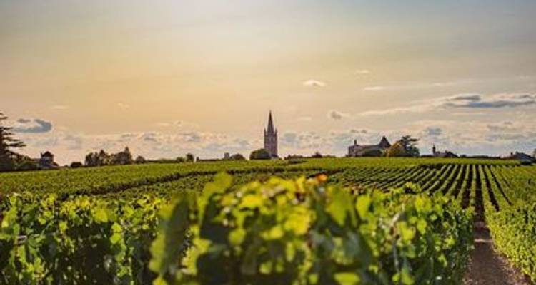 Oenological cruise: At the heart of a prestigious wine region (port-to-port cruise) - CroisiEurope River Cruises 3