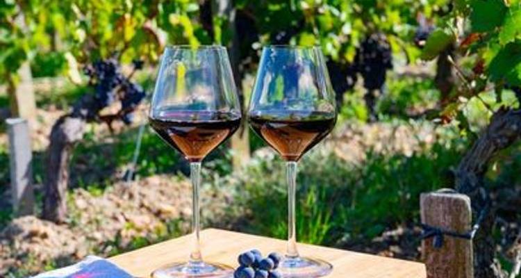 Oenological cruise: At the heart of a prestigious wine region (port-to-port cruise) - CroisiEurope River Cruises 2