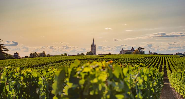 Weite Weinberglandschaft mit einer gotischen Kirchensilhouette im Hintergrund.