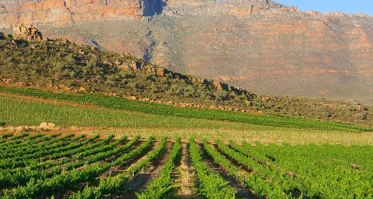 Le Cap, les vignobles et le Kruger - 11 jours - On The Go Tours 4