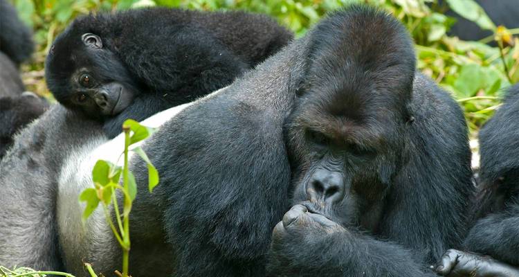 Gorilla Trekking starting in Uganda and ending in Rwanda / 4 Day - World Skyway  4