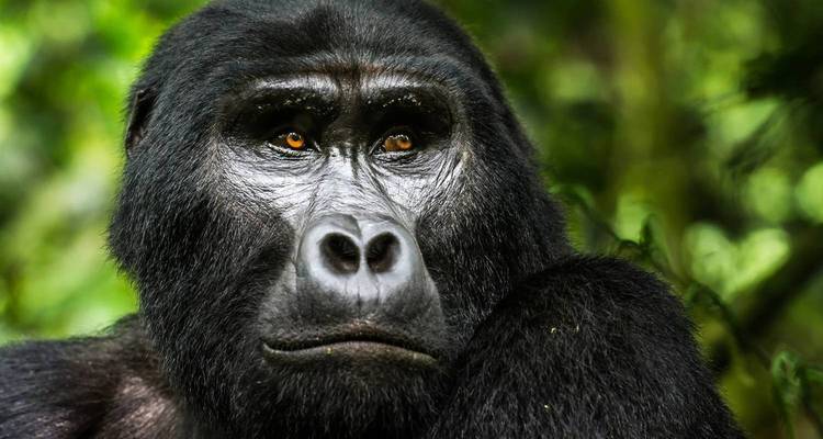 Gorilla Trekking starting in Uganda and ending in Rwanda / 4 Day - World Skyway  7