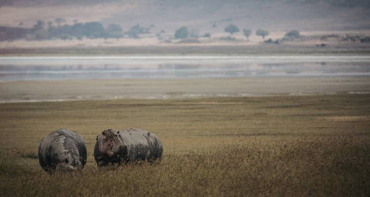 SAFARI D'UNE JOURNÉE DANS LE CRATÈRE DU NGORONGORO - Johnadventures 5