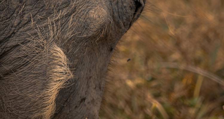 SAFARI D'UNE JOURNÉE DANS LE CRATÈRE DU NGORONGORO - Johnadventures 1