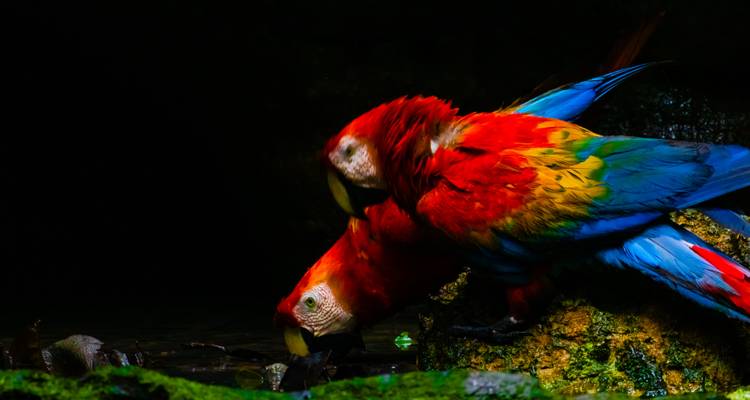 Expedición al Parque Nacional Yasuni - Authentic Ecuador 1