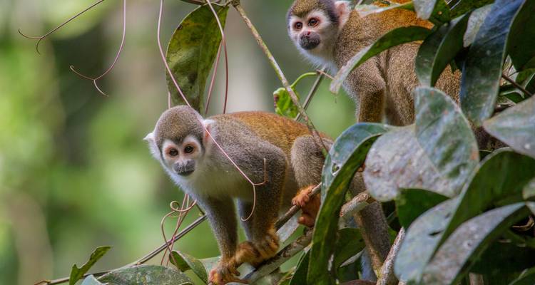 Expedición al Parque Nacional Yasuni - Authentic Ecuador 3