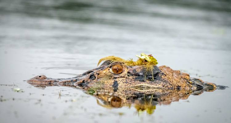 Expedición al Parque Nacional Yasuni - Authentic Ecuador 7