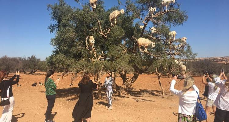 Explorador del Sáhara Occidental: Marruecos en 5 Días / 4 Noches - Across Africa Tours & Travel 4