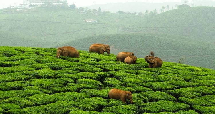 South India Trails - Golden Triangle India Tours 9