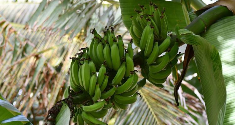 Explorer la beauté sauvage de la Sierra Leone en 7 jours - Across Africa Tours & Travel 2