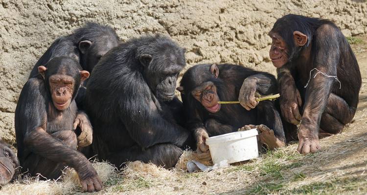 Cantanhez Safari Getaway (4 Days & 3 Nights) - Across Africa Tours & Travel 5
