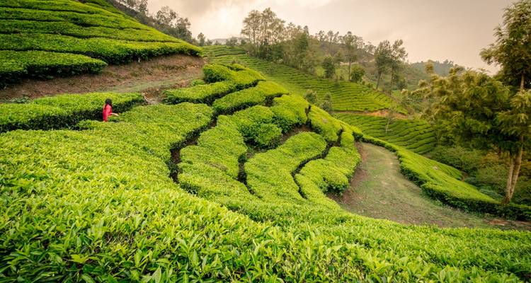 Passage de luxe en Inde du Sud - Golden Triangle India Tours 2
