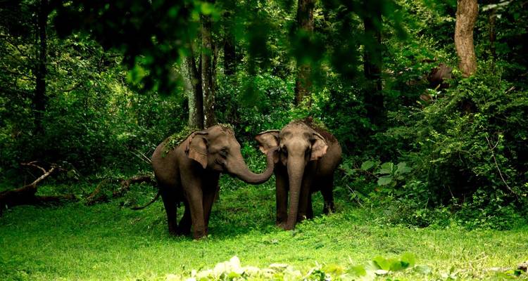 Passage de luxe en Inde du Sud - Golden Triangle India Tours 6
