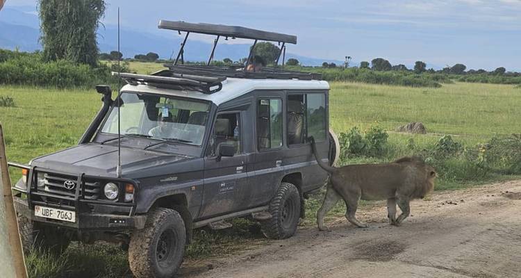 4 Days Chimps & Gorilla Trekking Experience - GoExplore Safaris 5