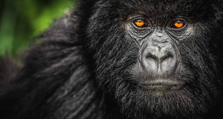 4 Days Chimps & Gorilla Trekking Experience - GoExplore Safaris 1