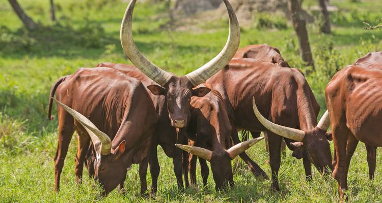 4 Days Chimps & Gorilla Trekking Experience - GoExplore Safaris 2
