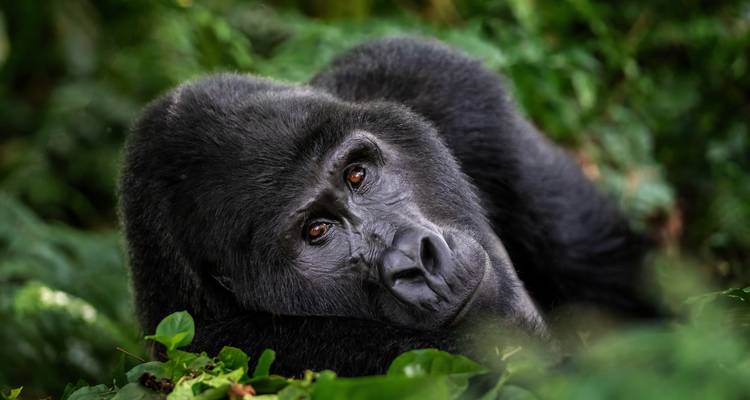 4 Days Chimps & Gorilla Trekking Experience - GoExplore Safaris 4