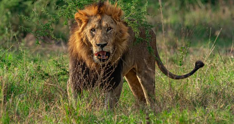 4 Days Chimps & Gorilla Trekking Experience - GoExplore Safaris 7