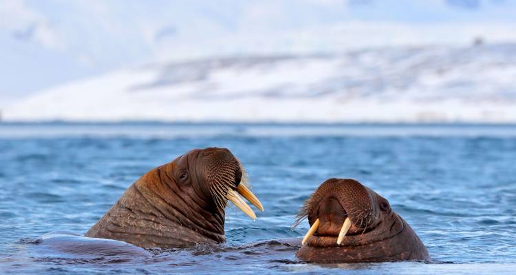 Deux morses nageant près d'un rivage glacé.