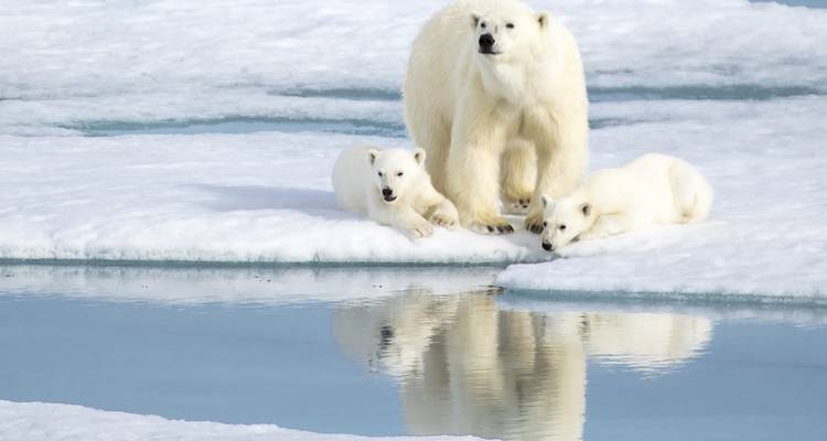 Famille d'ours polaires se reposant sur la glace.