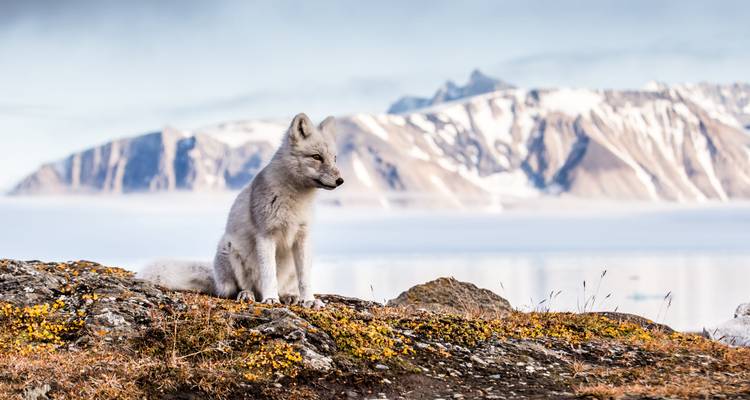 Renard arctique assis sur un terrain rocheux avec des montagnes en arrière-plan.
