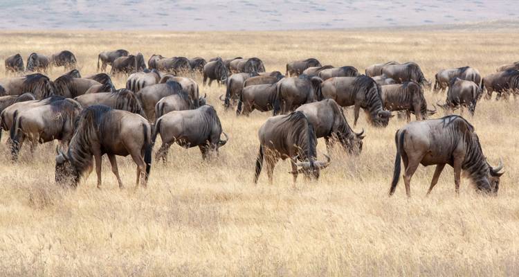Kenya & Tanzania: The Safari Experience with Nairobi & Zanzibar 18 Days - Globus 8